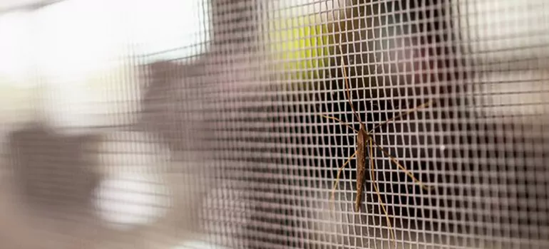 Repair Mosquito Mesh For Windows in Port St. Lucie, FL